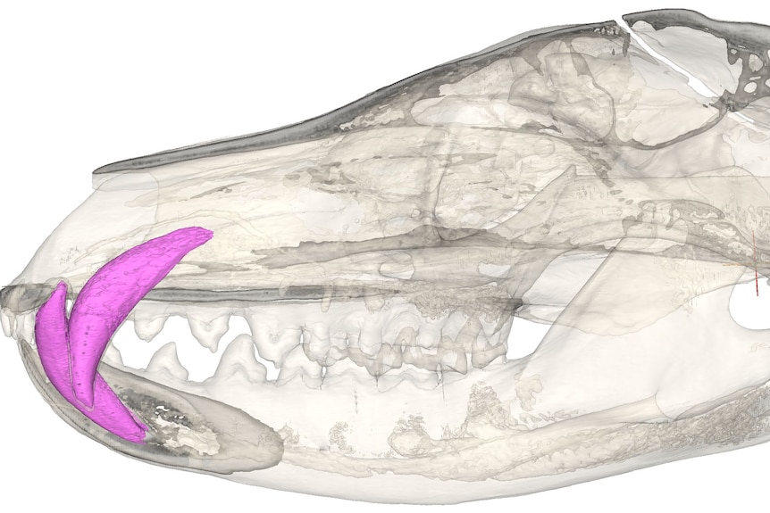 A digital reconstruction of a CT-scanned thylacine skull with canine teeth coloured pink.
