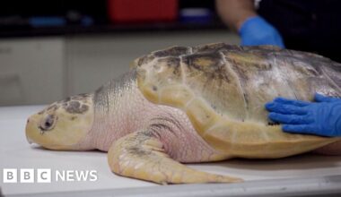 Watch: Endangered sea turtle makes 5,000-mile journey back to Texas from Wales