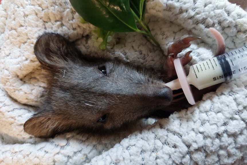 A small swaddled marsupial being fed through a teat