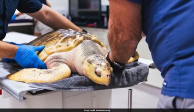 Rhossi, A Rare Sea Turtle Defies Odds, Recovers After 5,000-Mile Journey Across The Atlantic
