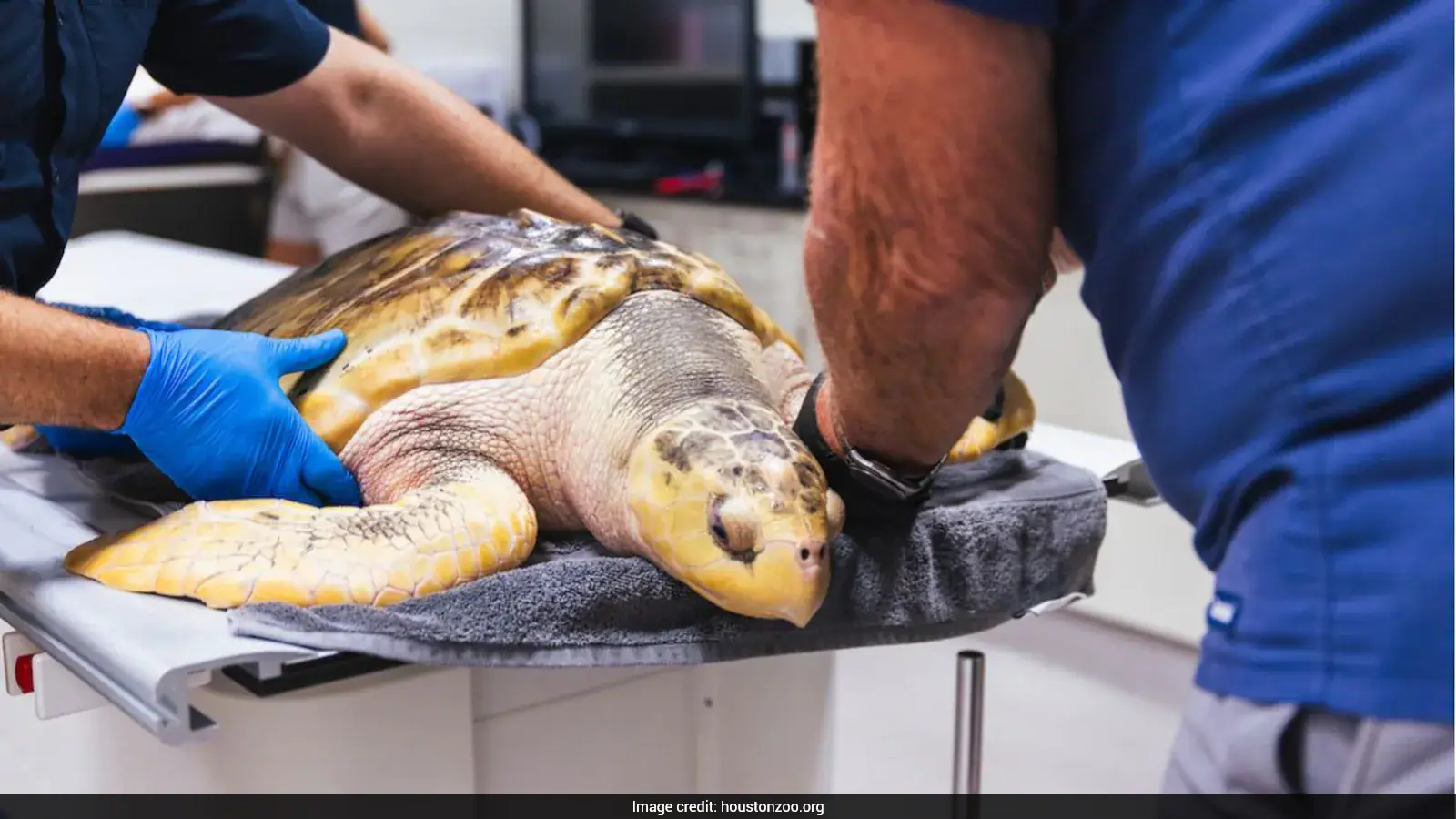 Rhossi, A Rare Sea Turtle Defies Odds, Recovers After 5,000-Mile Journey Across The Atlantic