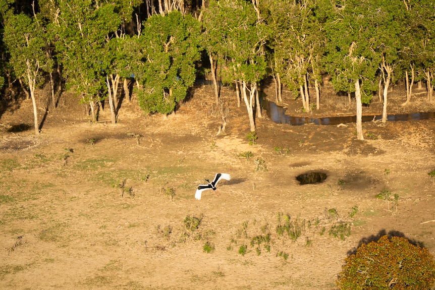 An aerial shot of a black and white feathered large stork - called the jabiru stork - flying over dry brown land.