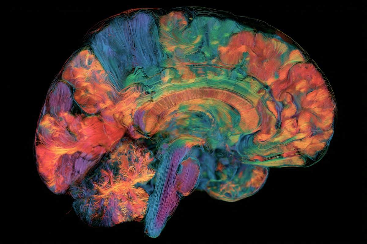 Neuroscience News logo for mobile.