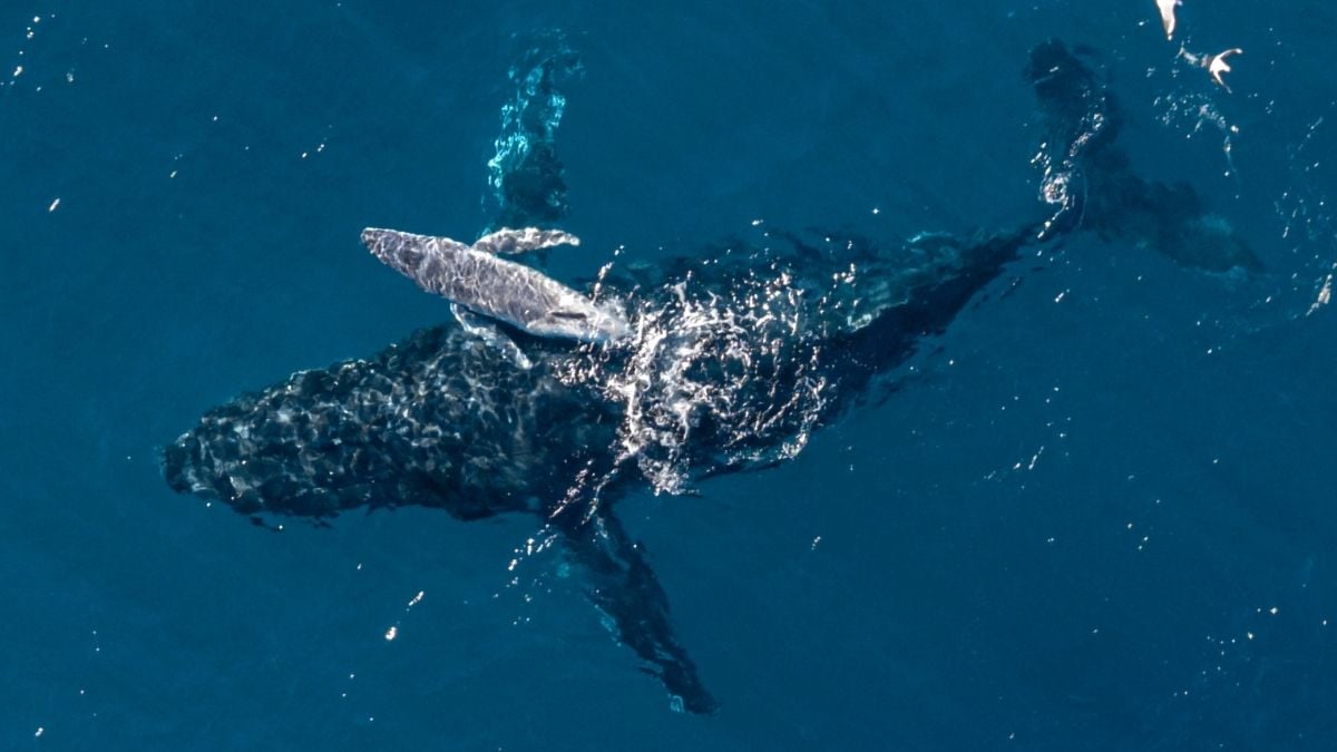 Super Rare Humpback Whale Birth Filmed by Drone For The First Time Off The Coast of Australia : ScienceAlert