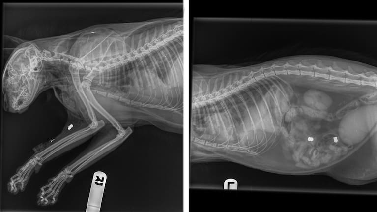 An X-ray of Isabele's injuries.