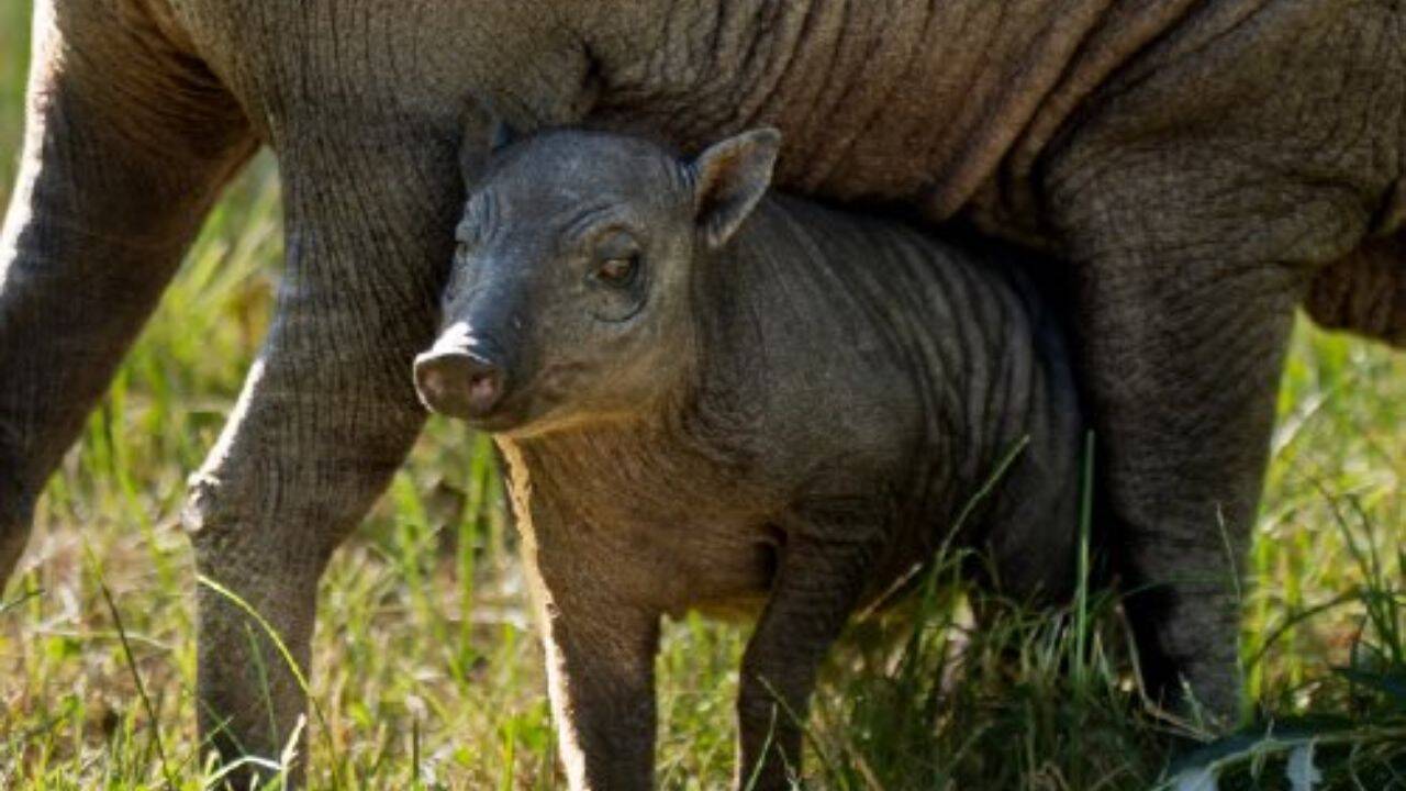 Chester Zoo has shared its breeding expertise with partners in Indonesia, contributing to the birth of at least 17 babirusas and supporting the country’s cooperative breeding targets. Analysing the threat<br><br>