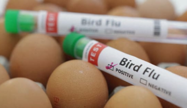 Australia confirms first bird flu case in mammal