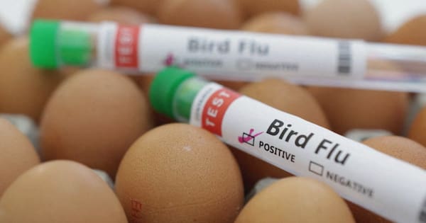 Australia confirms first bird flu case in mammal