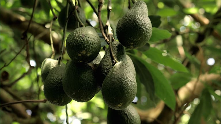 Avocado trees (file image).