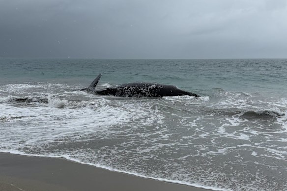 The whale on Wednesday.