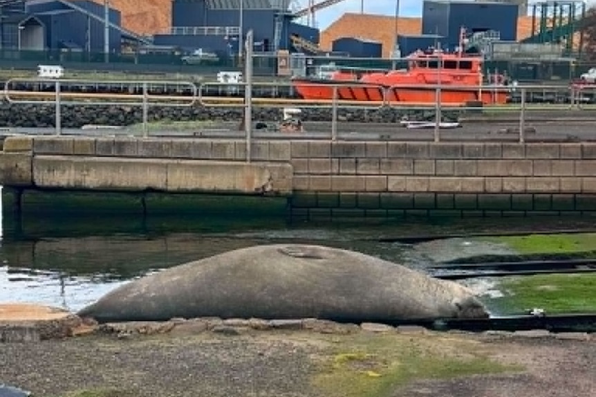 An elephant seal lays on the ground within a port.