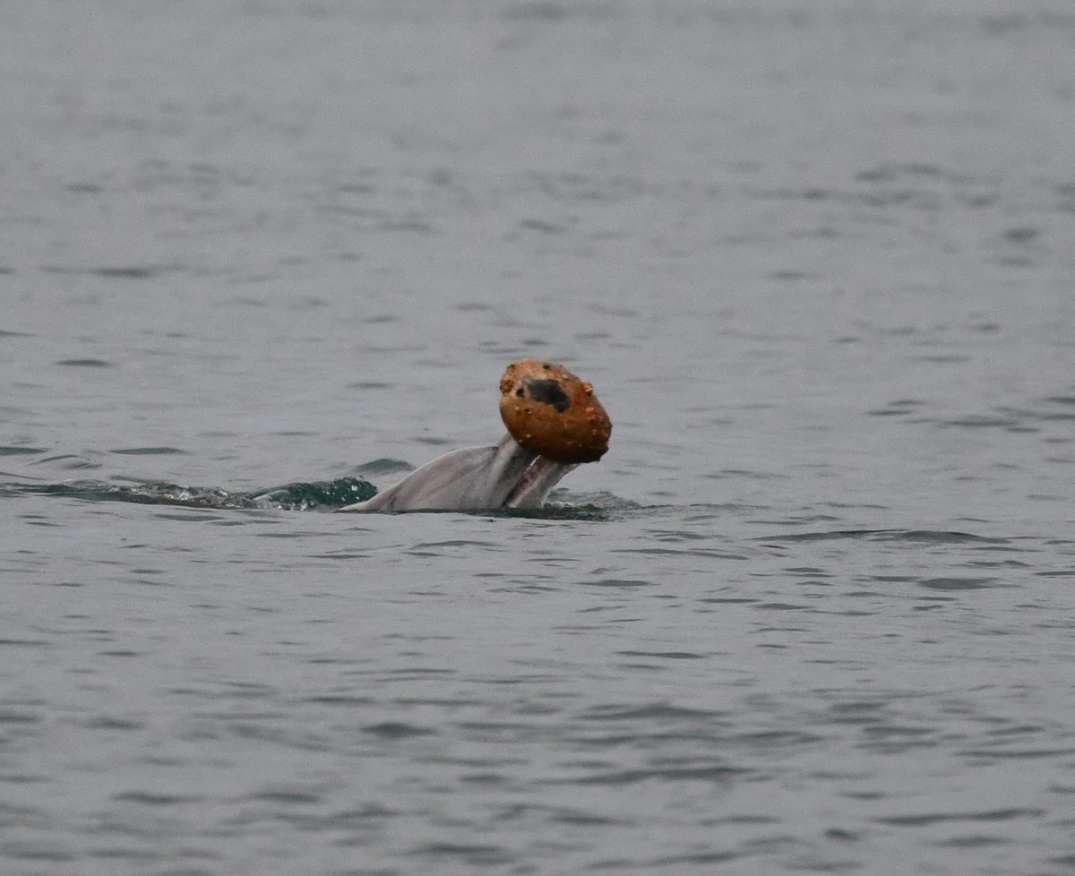Female bottlenose dolphin shelling
