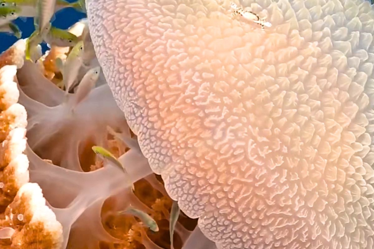 Crab on jellyfish