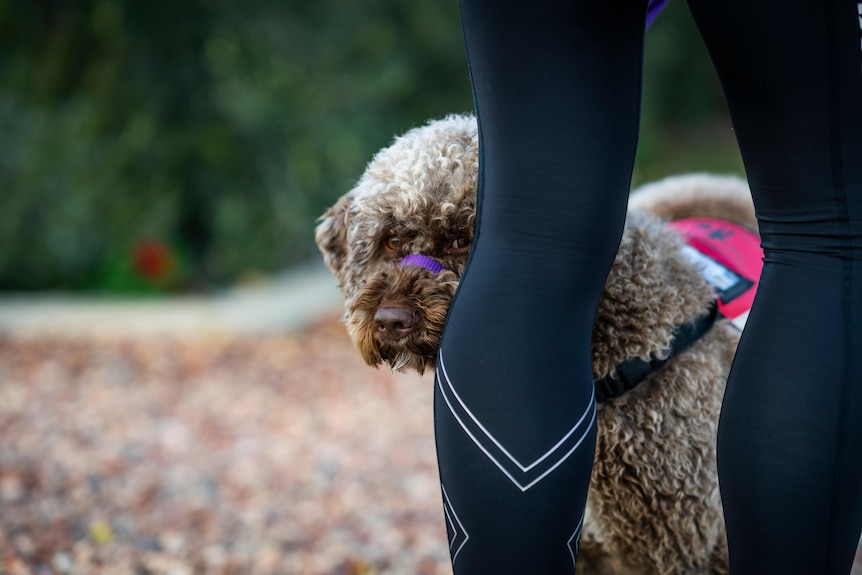 A dog near a person's legs.