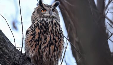 ‘Wild Inside’ Is a Funny, Moving Film About Flaco the Owl