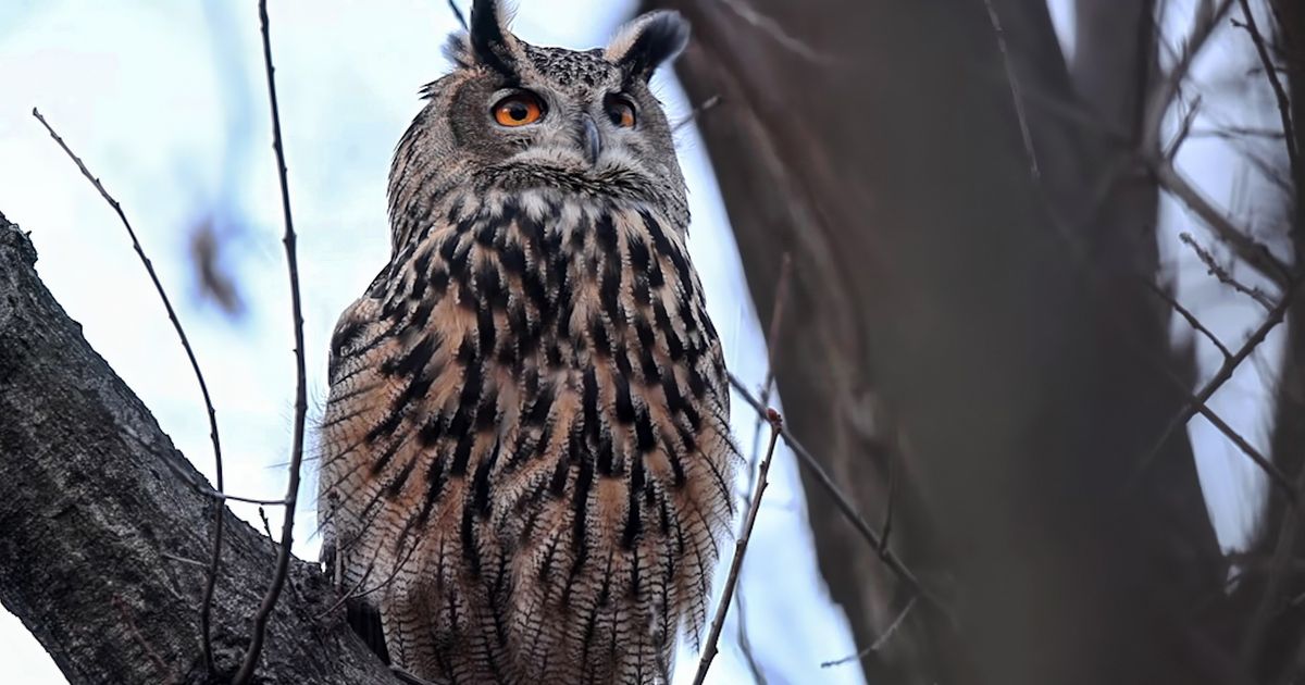 ‘Wild Inside’ Is a Funny, Moving Film About Flaco the Owl