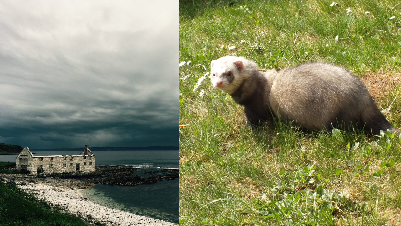 Ferrets were released on Rathlin Island in the mid-1980s, off the north coast of Northern Ireland, to deal with the island's rabbit population | Wikimedia Commons bird (13)
