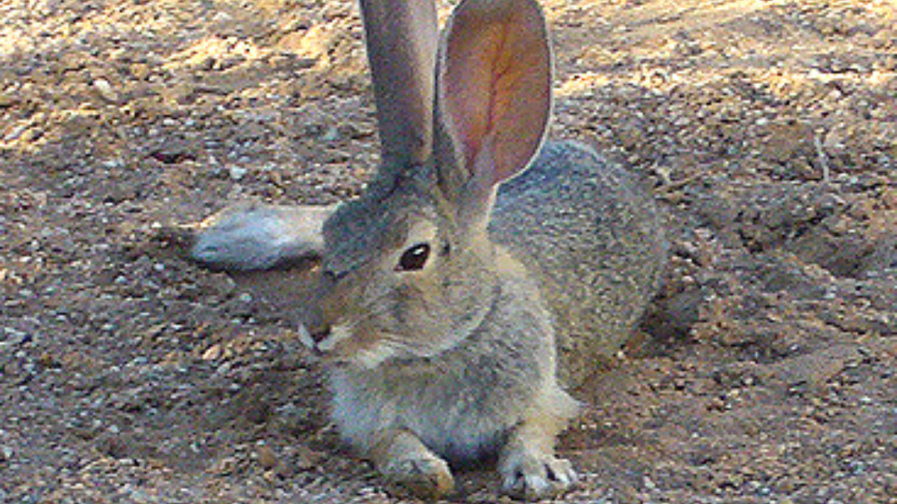 Rabbit | Wikimedia Commons bird (14)
