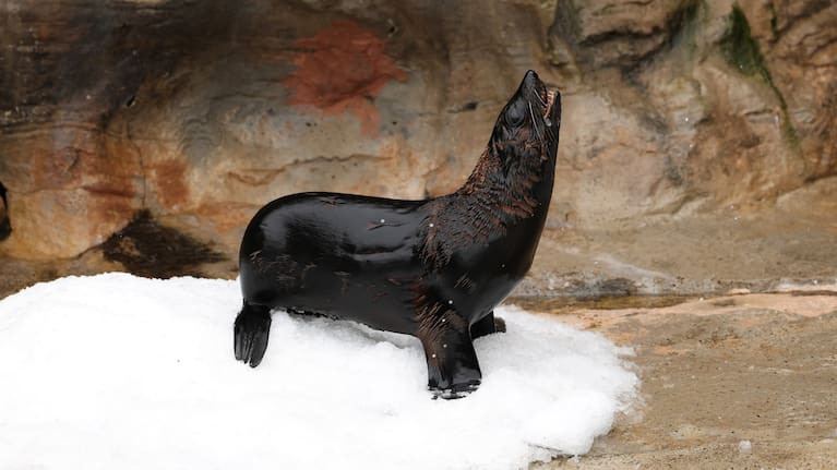 Bird flu has been detected in a long-nosed fur seal in South Australia. (file photo).