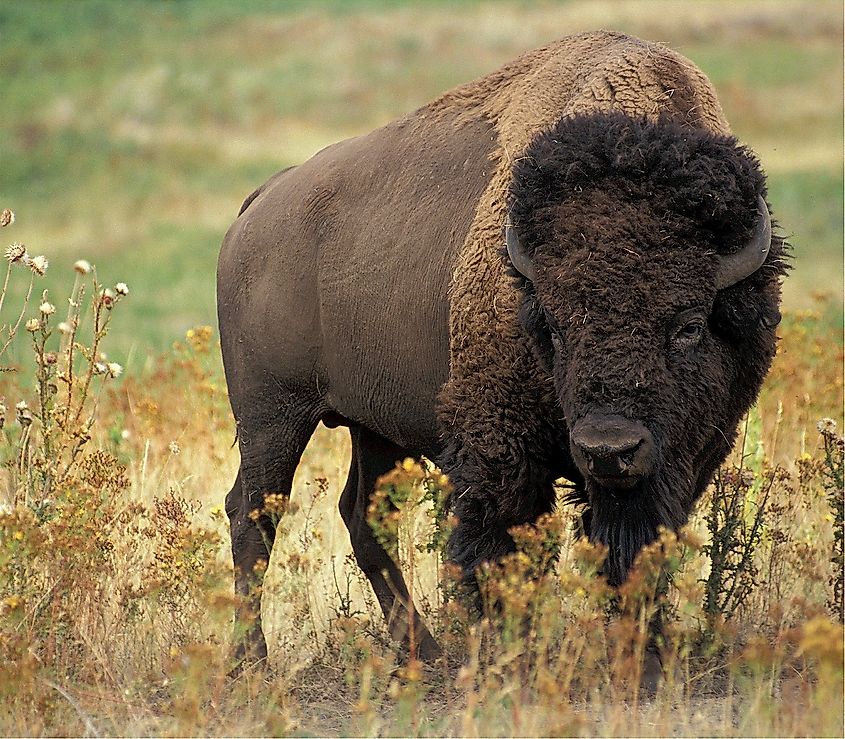 An American bison standing in open grassland.