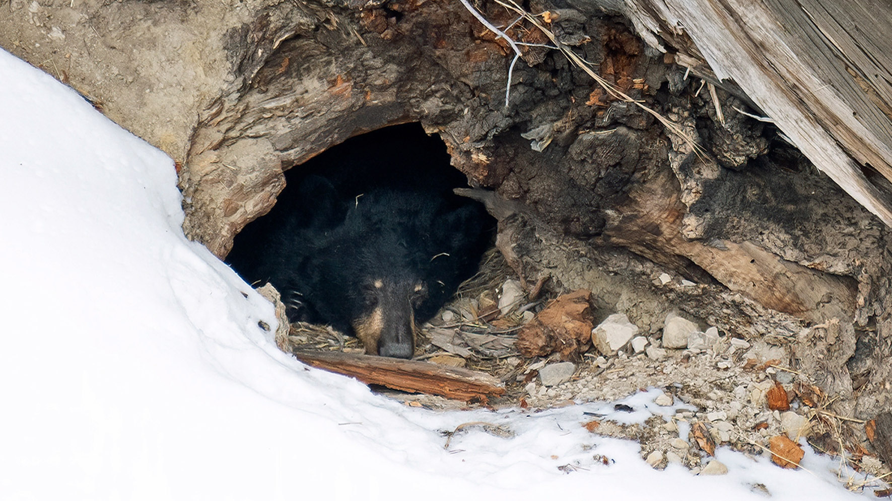 Bear sleep data overturns what we know about hibernation