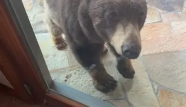 Wyoming Game and Fish to host free bear, mountain lion safety workshop in Casper