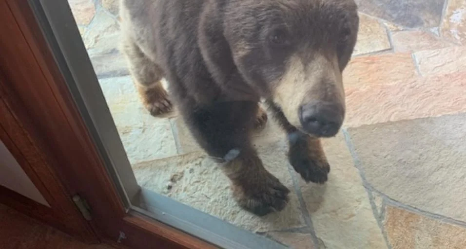 Wyoming Game and Fish to host free bear, mountain lion safety workshop in Casper
