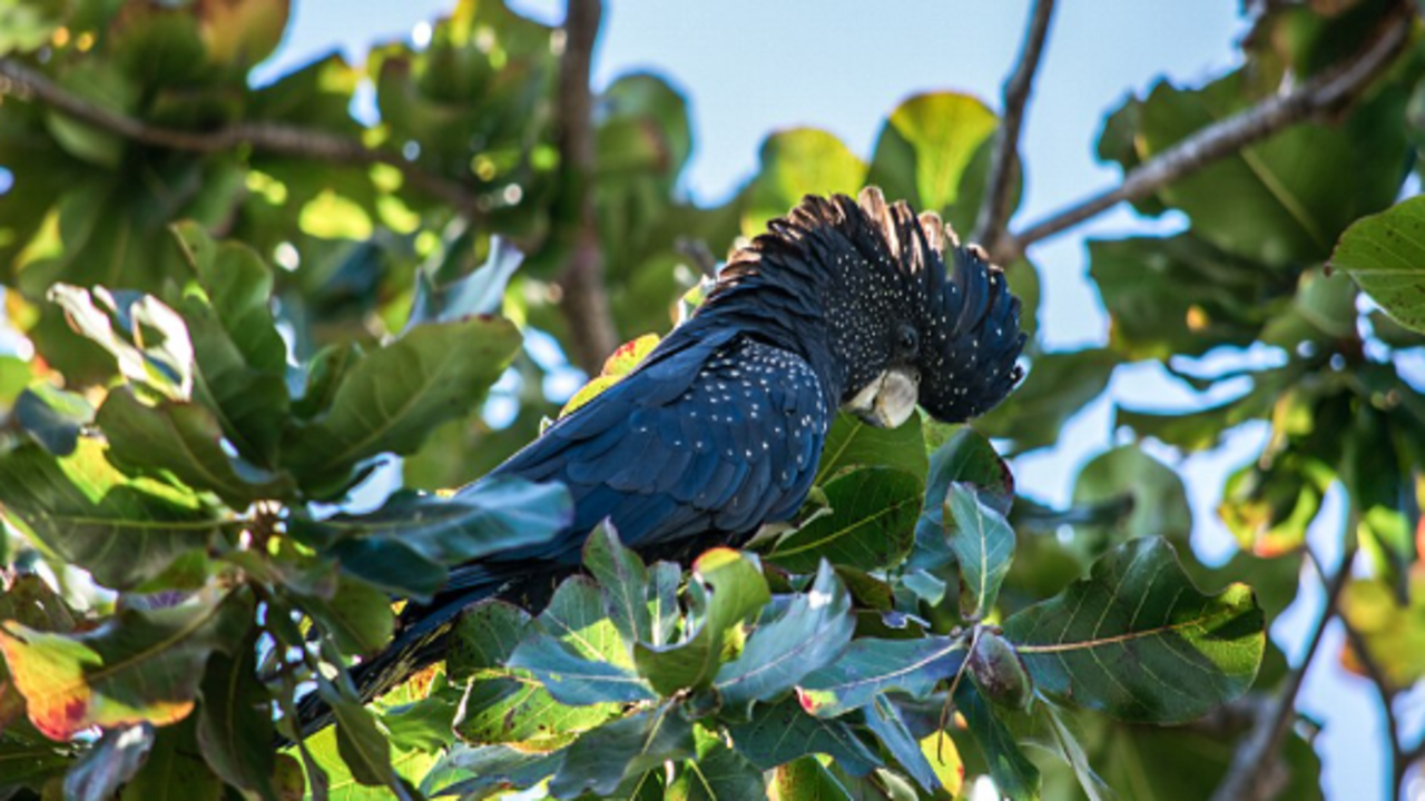 Black Cockatoo. Image credits: Wikimedia Commons