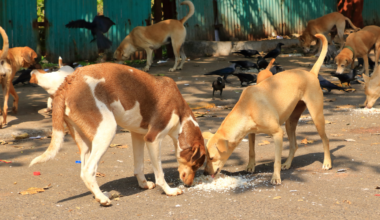 Mumbai was estimated to have about 95,000 stray dogs, and researchers calculated that leopards living around the city's 104-square-kilometre Sanjay Gandhi National Park may reduce dog bites and rabies deaths by preying heavily on those dogs