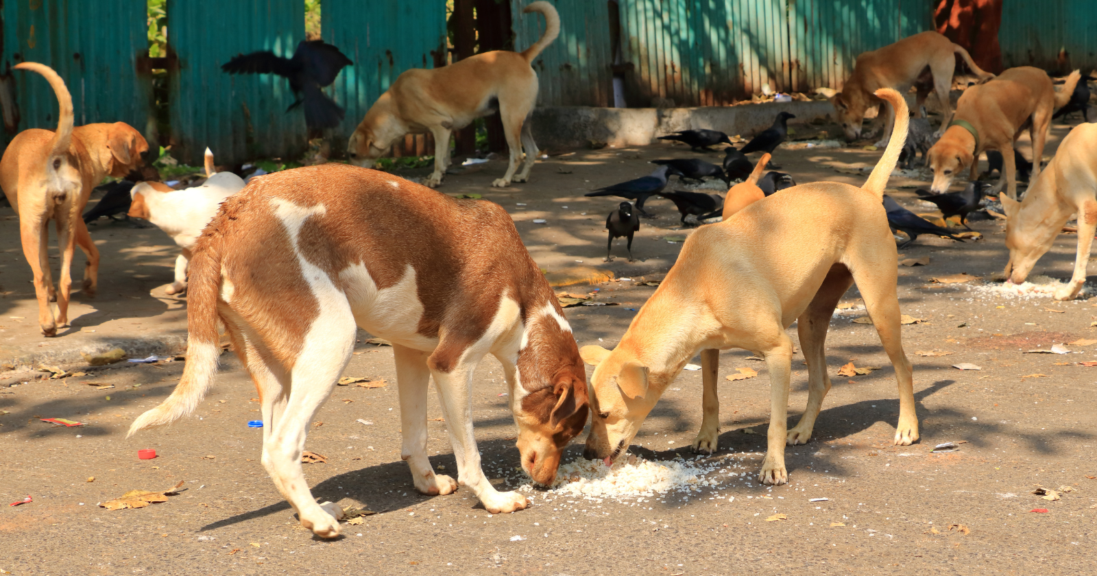 Mumbai was estimated to have about 95,000 stray dogs, and researchers calculated that leopards living around the city's 104-square-kilometre Sanjay Gandhi National Park may reduce dog bites and rabies deaths by preying heavily on those dogs