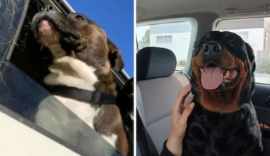 Dog owners face charges after Pāpāmoa attacks