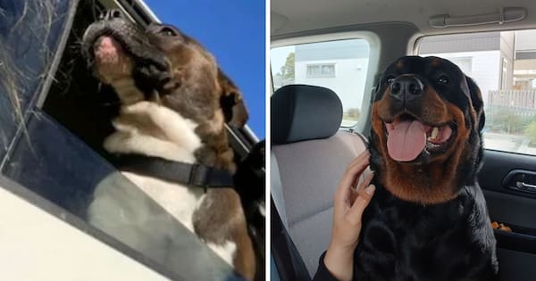Dog owners face charges after Pāpāmoa attacks