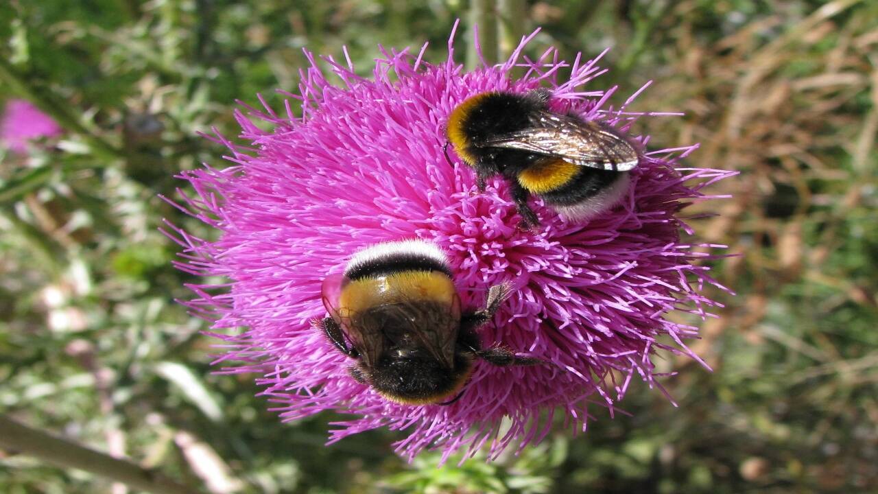 Two bumblebees foraging on a flower, taken at Bariloche, Argentina. Credits - Wikipedia Bumblebees (1)