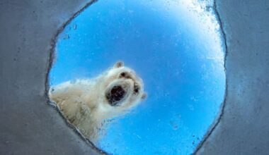 Wildlife Photographer of the Year shortlisted images
