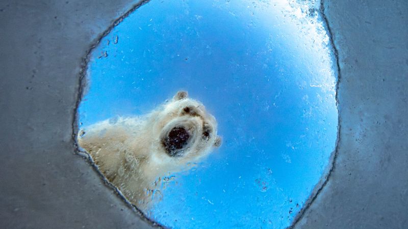 Wildlife Photographer of the Year shortlisted images