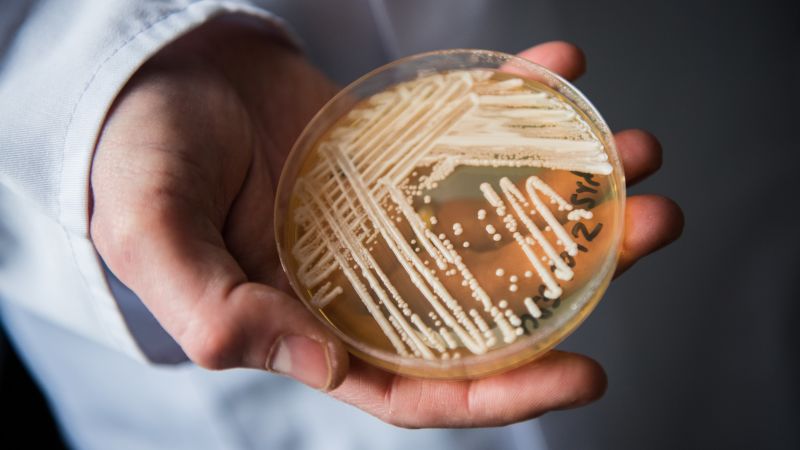 Candida auris: What to know about the fungus contaminating health spaces