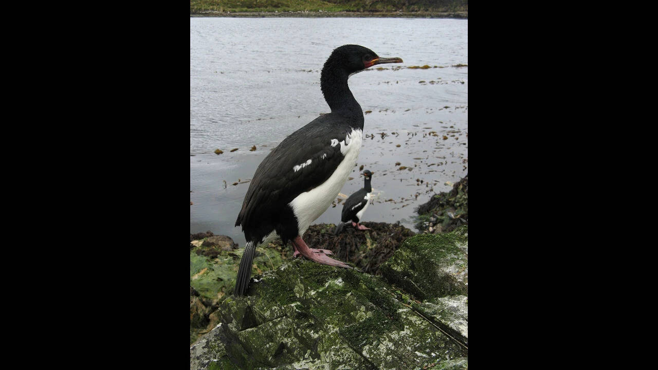 Campbell Shag Leucocarbo campbelli on Campbell Island, New Zealand. Image Credits: Wikimedia Commons. Campbell_Shag,_Campbell_Island_01