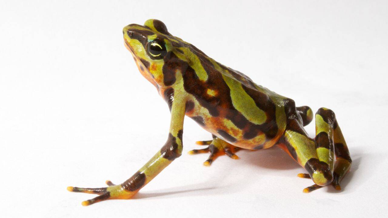 Image Credit: Brian Gratwicke Can scientists help the frogs get their ‘poison’ back