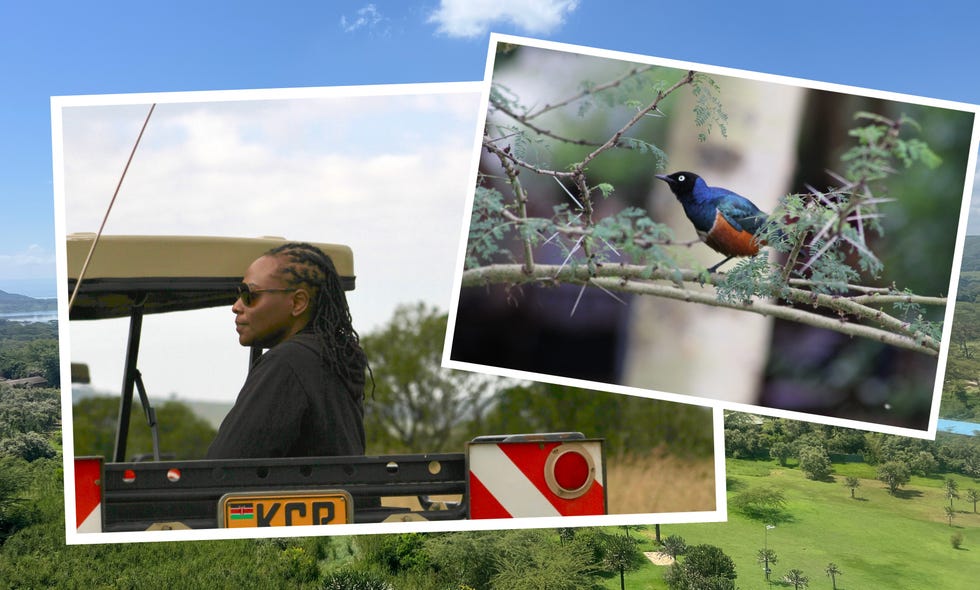 Person in an open vehicle with a scenic view, alongside a close-up of a colorful bird perched on a branch.