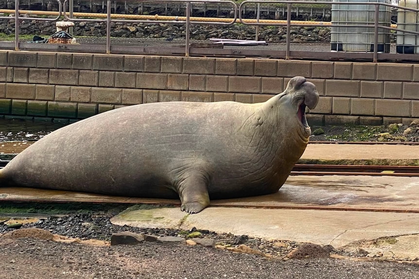 A large brown elephant seal lays on a boating slipway with its head up