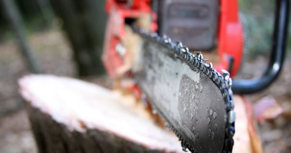 Tree felling death of Southland man highlights DIY risks, coroner says