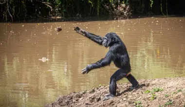 Chimpanzees have been hurling rocks at the same trees for more than a decade