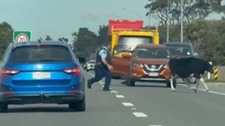 A police officer tries to steer a cow onto grass on SH1 in South Canterbury