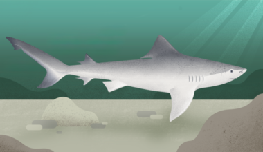 The fight to save the Ganges shark and its last refuge