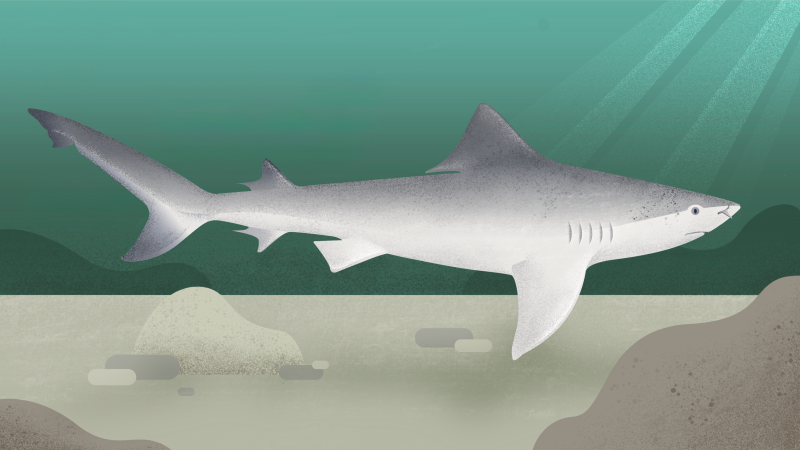 The fight to save the Ganges shark and its last refuge
