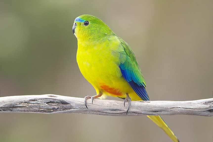 A small bird withe a bright yellow chest wnad an orange belly, blue green wings