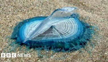 'Incredible' blue sea creatures appear on beaches - bbc.com