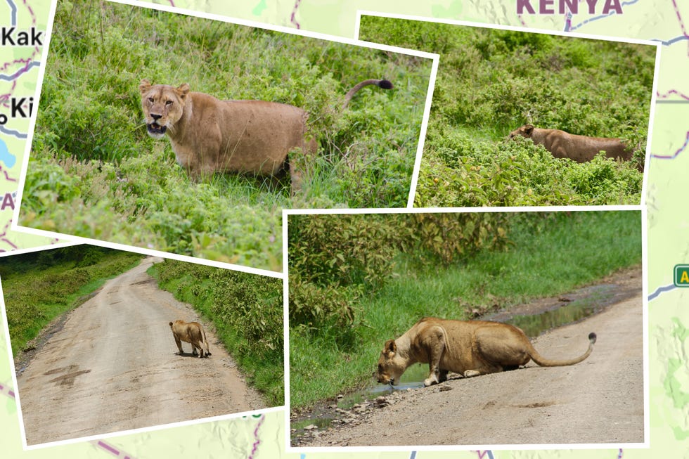 A lioness walking and drinking water in a lush green environment in Kenya.