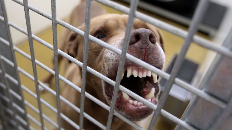 Dangerous and menacing dogs often end up being impounded. (Source: NZME)
