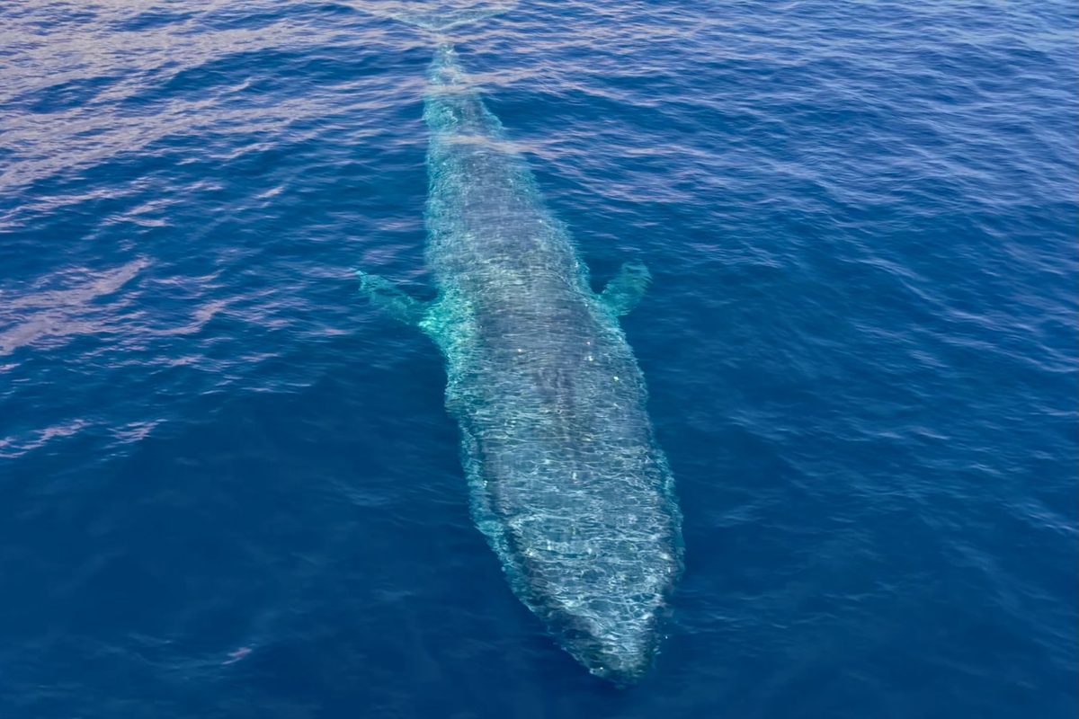 Pygmy&nbsp;blue whale